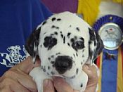 Dalmatian Fire Dogs - Meet the Heroic Males and Females Behind the Breed