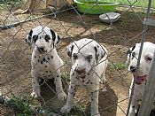 Dalmatian Breeder - Find a Trusted Breeder for Your Male or Female Puppy