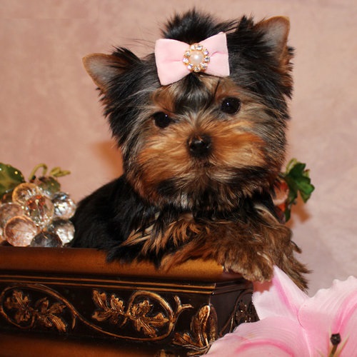 Adorable Yorkie Puppies for Adoption.