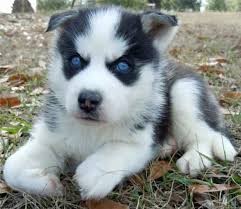 Los cachorros husky siberiano lindo y adorable para adopción