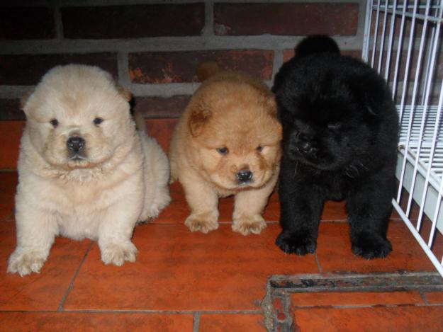 Chow Chow Puppies Ready for You