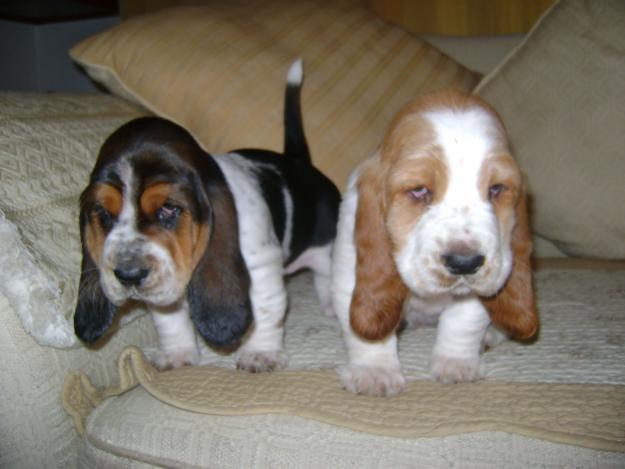 Basset Hound  Puppies for Sale