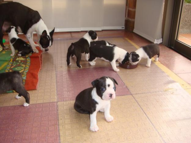 Boston Terrier Puppies for Adoption