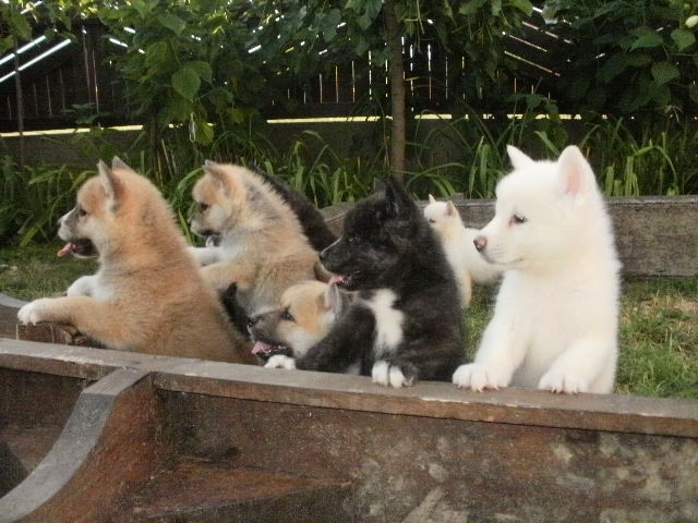 Akita inu Puppies for Sale