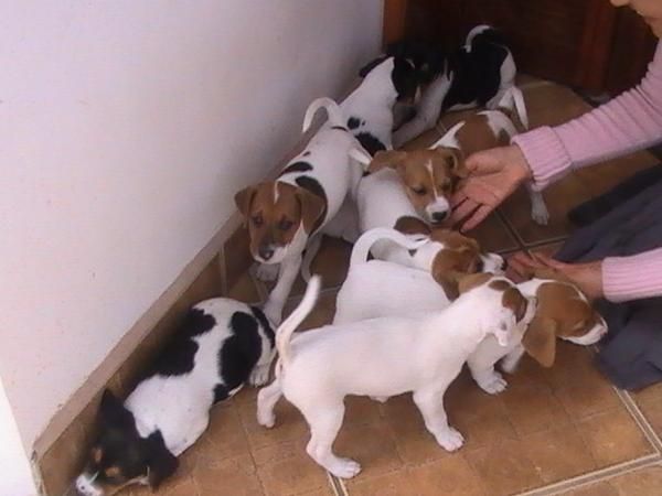 Miniature Jack Russell - Small Dogs with Big Personalitie