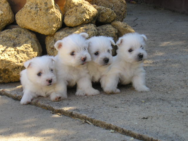 West Highland White terrier Puppies for Sale