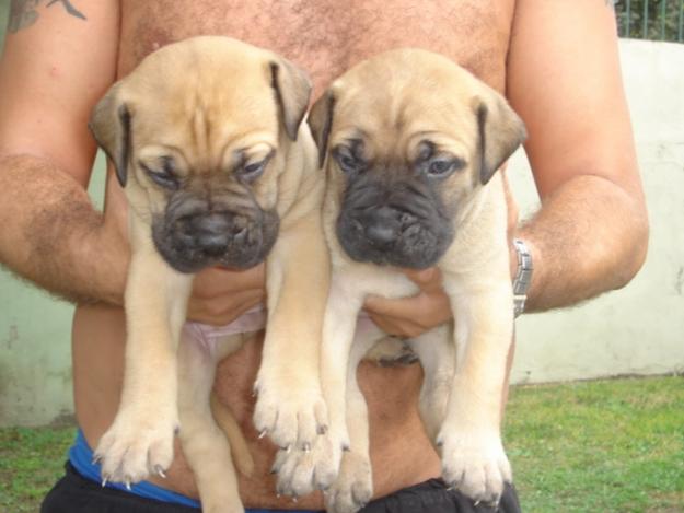 Bullmastiff Puppies for Sale