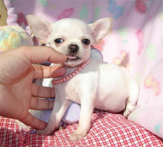 Cute and lovely Male and Female Chihuahua puppy for adoption to any love home.