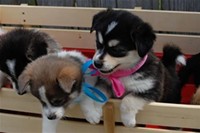 Pomsky Pups Blue Eyes