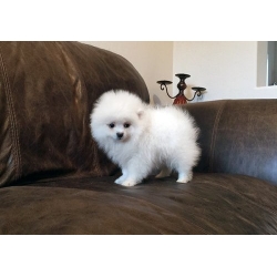 Raising Quality Pomeranians for Your Home