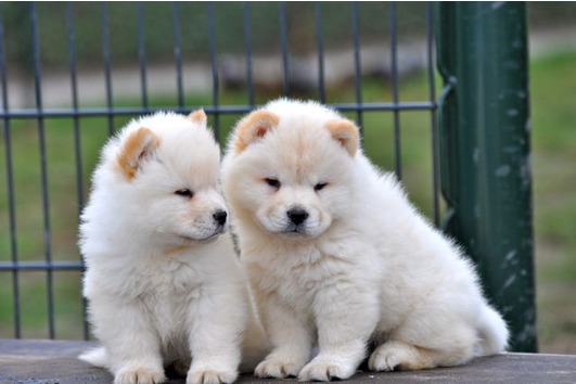 Cute chow chow  puppies for good homes.