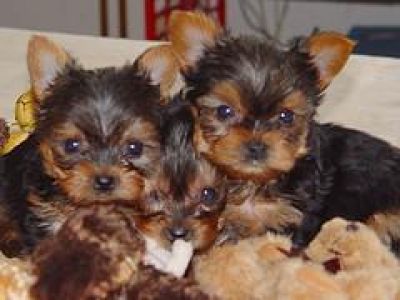 Yorkie  puppies for good homes.