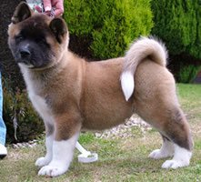 Beautiful Akita Reg Puppies