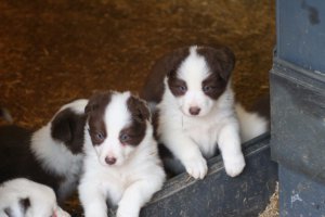 Border Collie Puppies. KC Registered 