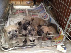 Lhasa Apso puppies for sales