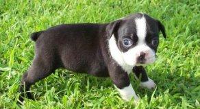  	Healthy Adorable Boston Terrier puppies for sale