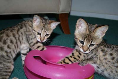 Amazing Savannah And Bengal kittens