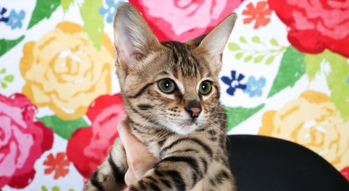 Well Socialized F1 and F2 Savannah Kittens Available - 