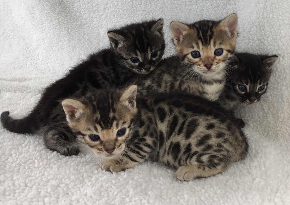 Affectionate Savannah, Ocelot and Margay Cats Savannah, Ocelot, Serval and Margay kittens for sale. Home raised and bred