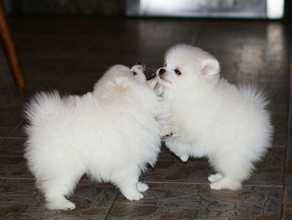 Trusted Pomeranian Breeders in the City - Find Your Perfect Pup Today