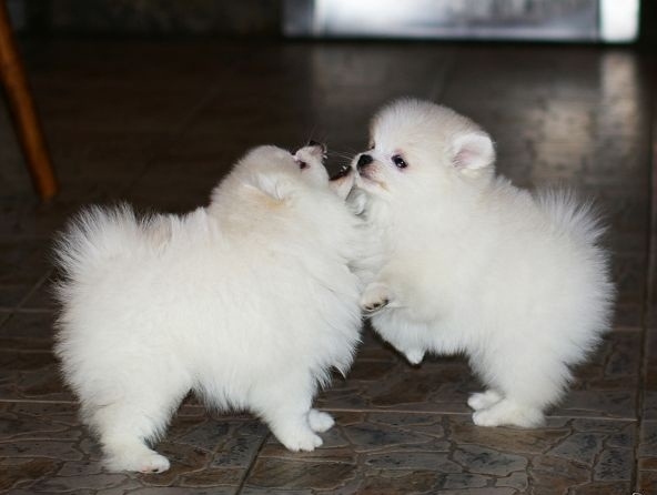 Beautiful Pomeranian puppies Available . Ready to go now.If they are going to good life long homes.Both male and female , adorable and playful puppies . Chunky with wrinkles in ...megashark44@gmail.com