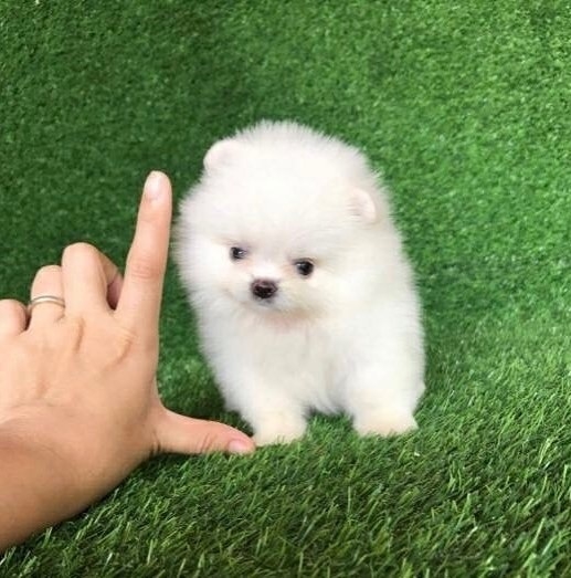 Two cute Pomeranian puppies ready now, one cream and one sable really loving puppies they are being brought up in our family home so are used to kids and other small pets thay are very ...megashark44@gmail.com