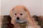 beautiful Shiba Inu puppy for adoption