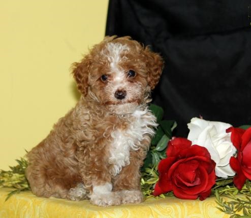  Cute Toy Poodle Puppies for sale 