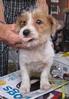 Wire Haired Jack Russell Terrier - Loyal Companion for Life