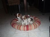 Cute Short Legged Jack Russell Terrier