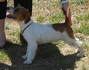 jack russell puppies