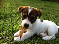 jack russell puppies sale