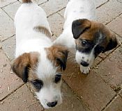 jack russell sale puppies