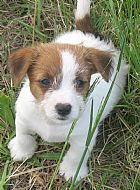 puppies jack russell terrier
