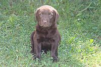 Labrador Retriever for sale