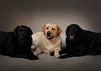 Labrador Retriever  puppies