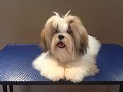 Amesen Lhasa Apsos currently have puppies available