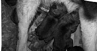 litter of babies norwegian elkhound