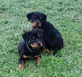 Find Your New Companion Today - Adopt Rottweiler Puppies