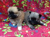 Cute puppies, cuddly 1 sable, 