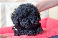 I have two small blue toy poodle male 
