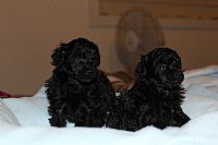 Two gorgeous black Toy Poodle