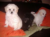 Beautiful white Toy Poodles 