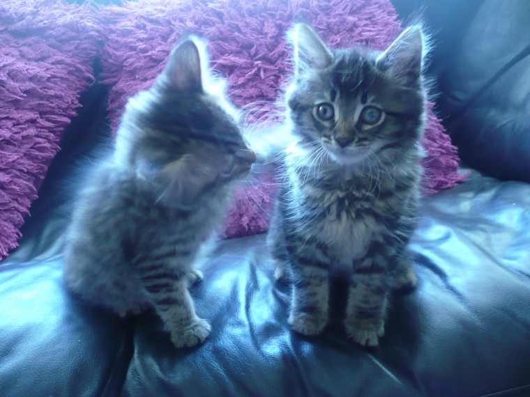 2 Maine Coon Kittens
