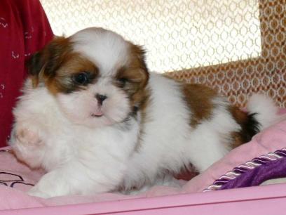 Good looking Shih Tzu puppies for adoption
