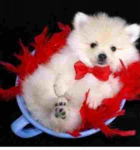 Teacup Pomeranian Puppies needs a home