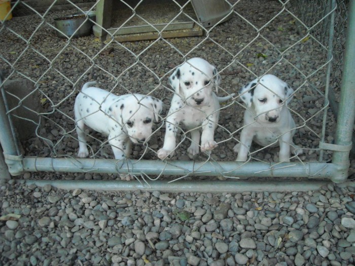 Adorable Dalmatian Puppies for Sale - From Reputable Breeders Only