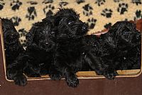 Puppies for sale giant schnauzer