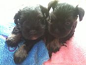 Two black and silver Schnauzer pups