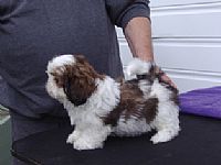 shih tzu puppies